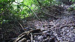 Garrulus glandarius japonicus