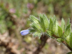 Echium parviflorum