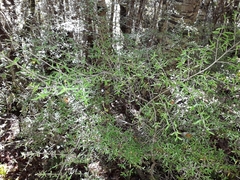 Coprosma microcarpa