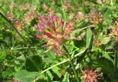 Trifolium spumosum