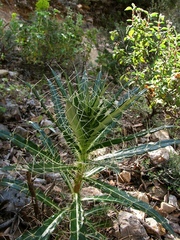 Ptilostemon casabonae