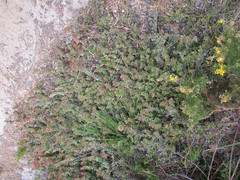 Adenanthos cuneatus