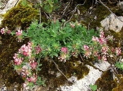 Anthyllis vulneraria rubriflora