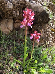 Anacamptis papilionacea papilionacea