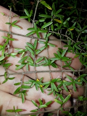 Coprosma microcarpa