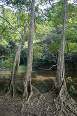 Syzygium tierneyanum