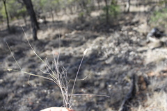 Enneapogon lindleyanus