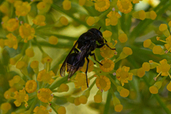 Brachygastra augusti