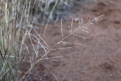 Eragrostis microcarpa