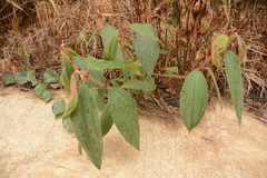 Melastomeae