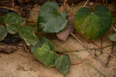 Mallotus repandus