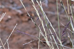 Eragrostis microcarpa