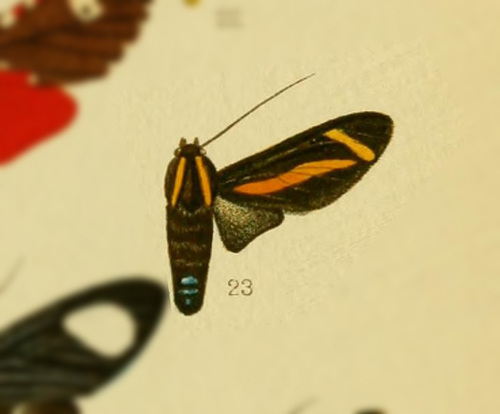 Ormetica neira