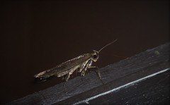 Phaeosaces apocrypta