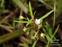 Scleromitrion brachypodum