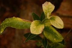 Camellia sinensis