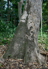Syzygium tierneyanum