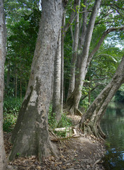 Syzygium tierneyanum