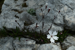 Heliosperma alpestre