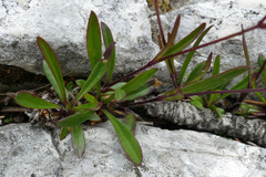 Heliosperma alpestre