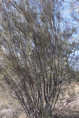 Hakea leucoptera