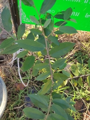 Schoutenia glomerata