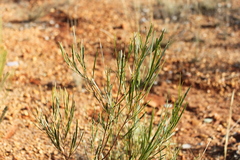 Dodonaea viscosa angustifolia