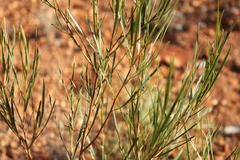 Dodonaea viscosa angustifolia