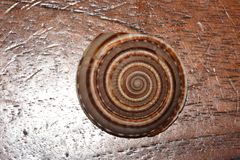 Architectonica perspectiva