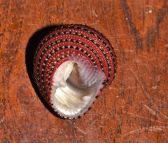 Clanculus pharaonius