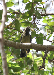 Cinnyris coccinigastrus