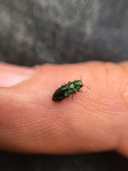 Melobasis purpurascens