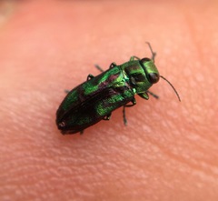 Melobasis purpurascens