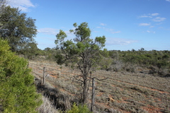 Eremophila mitchellii