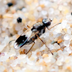 Apotropina ornatipennis