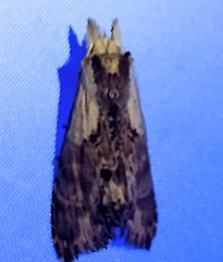 Nystalea ebalea