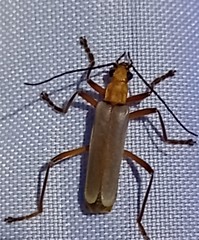 Chauliognathus cinguliventris