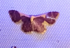 Idaea gemma