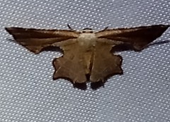 Calledapteryx dryopterata