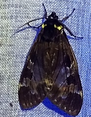 Dysschema marginalis