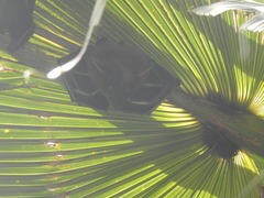 Cynopterus sphinx