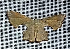 Calledapteryx dryopterata