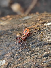 Rhynocoris punctiventris