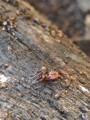 Rhynocoris punctiventris