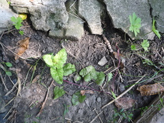 Beta vulgaris vulgaris