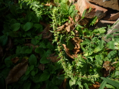 Beta vulgaris vulgaris