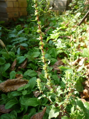 Beta vulgaris vulgaris