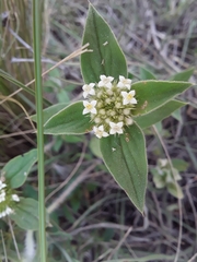 Mitracarpus megapotamicus