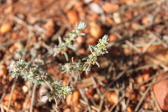Sclerolaena birchii