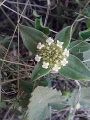 Mitracarpus megapotamicus